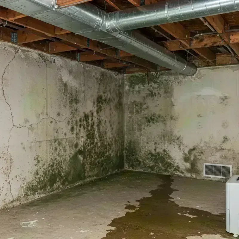 Professional Mold Removal in Washington, MO